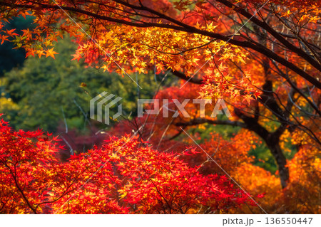Orange autumn maple leaf in Kiyomizu-dera garden, Kyoto 136550447