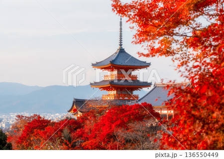 Kiyomizu-dera pagoda by maple foliage colors in autumn at sunset, Kyoto 136550449
