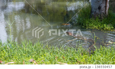Monitor lizard or varanus salvator swim over pond water Monitor lizard or varanus salvator swim over pond water 136550457