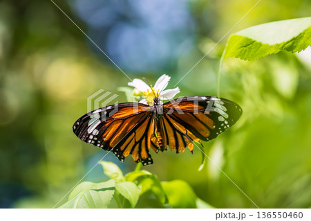 leopard lacewing butterfly feeding pollen fo white flower 136550460