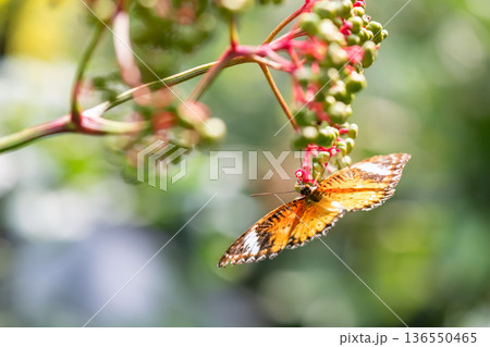 male leopard lacewing orange butterfly feed red fruit 136550465