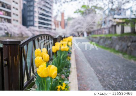Yellow tulip with falling sakura at Tenjin park in spring, Fukuoka Yellow tulip with falling sakura at Tenjin park in spring, Fukuoka 136550469