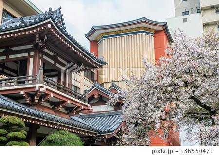 Tochoji Temple balcony by white cherry sakura blossom in spring, Fukuoka Tochoji Temple balcony by white cherry sakura blossom in spring, Fukuoka 136550471