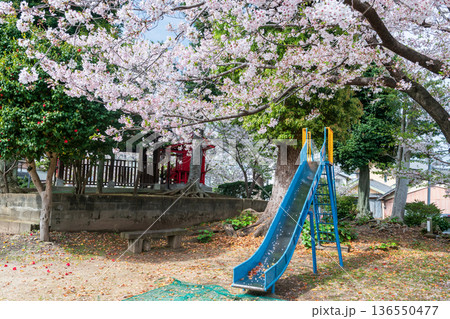 Kid slider with sakura cherry blossom tunnel in playground, Fukuoka 136550477