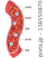 血管を流れる細胞たちタテ（名称あり） 136550870