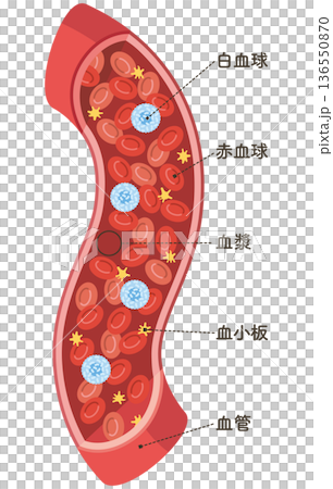 Cells flowing through blood vessels (vertical) Cells flowing through blood vessels (vertical) 136550870