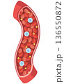 血管を流れる細胞たちタテ（名称なし） 136550872