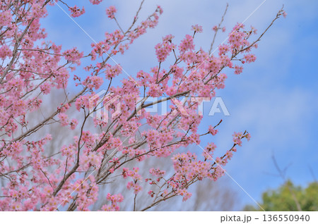青空を背景に咲く満開の桜の花 136550940