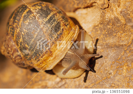 Macro view of garden snail crawling on brown tree bark, close up of mollusk shell in forest habitat with earthy tones and natural wood texture 136551098