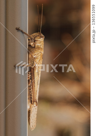 Large Egyptian grasshopper sitting on metal fence, macro shot of Anacridium aegyptium in urban environment, migratory locust and wildlife biodiversity 136551099