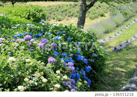 紫陽花のある風景 紫陽花のある風景 136551218