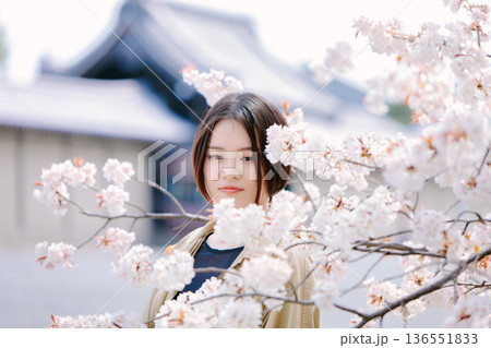 満開の桜と若い女性 満開の桜と若い女性 136551833