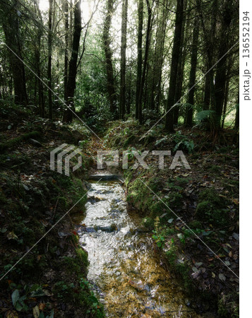 A small stream gently courses through a dense forest. 136552194