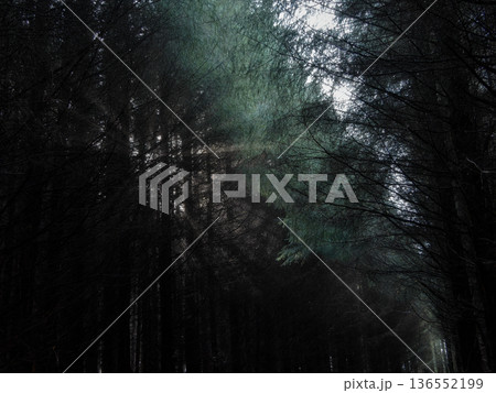 Dense evergreen trees rise high, forming a dark forest with thick canopy. Sunlight streams through the foliage, casting ethereal rays during a serene morning. 136552199
