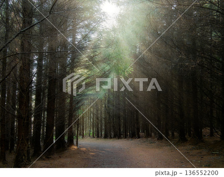 A quiet forest path winds through tall, dark conifer trees. Bright sun rays stream down through the dense green canopy, creating a mystical glow during an early morning walk. 136552200