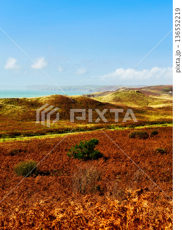 A rolling coastal landscape in autumn, with vibrant reddish-brown bracken and green grass leading down to a calm turquoise sea under a bright blue sky. 136552219
