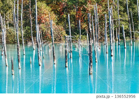 青い池 (北海道美瑛町) 青い池 (北海道美瑛町) 136552956