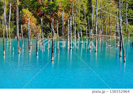 青い池　（北海道美瑛町） 136552964