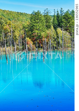 青い池　（北海道美瑛町） 136552965