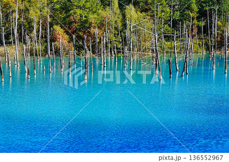 青い池 (北海道美瑛町) 青い池 (北海道美瑛町) 136552967