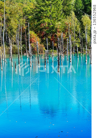 青い池 (北海道美瑛町) 青い池 (北海道美瑛町) 136552968