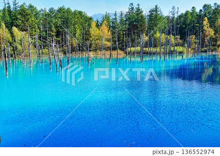 青い池 (北海道美瑛町) 青い池 (北海道美瑛町) 136552974