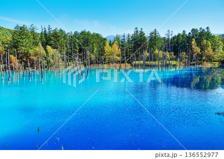 青い池　（北海道美瑛町） 136552977