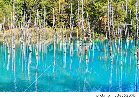 青い池　（北海道美瑛町） 136552979