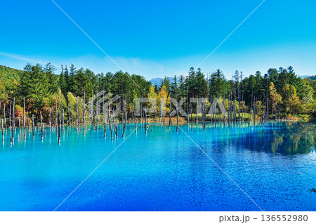 青い池 (北海道美瑛町) 青い池 (北海道美瑛町) 136552980