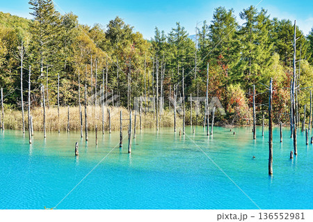 青い池 (北海道美瑛町) 青い池 (北海道美瑛町) 136552981