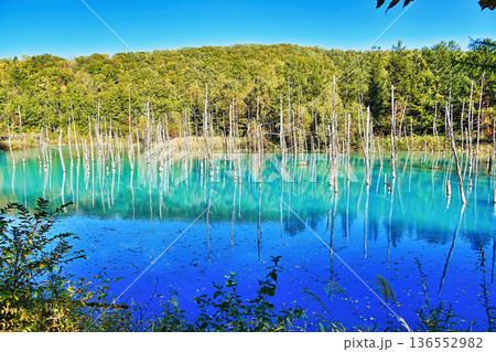 青い池 (北海道美瑛町) 青い池 (北海道美瑛町) 136552982