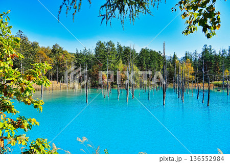 青い池 (北海道美瑛町) 青い池 (北海道美瑛町) 136552984