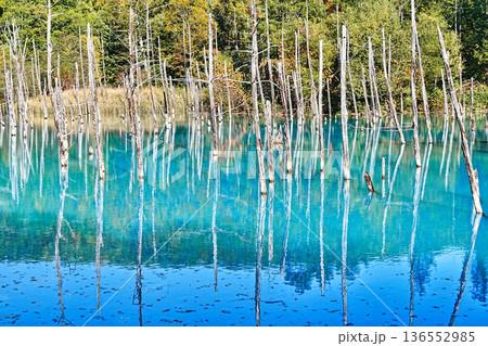 青い池　（北海道美瑛町） 136552985