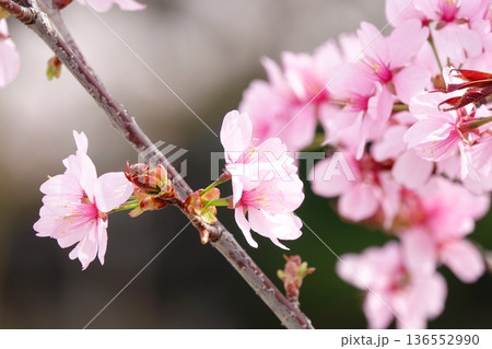 ピンク色に咲く桜のクローズアップ 136552990