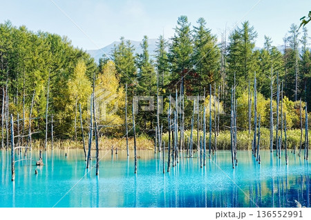 青い池　（北海道美瑛町） 136552991