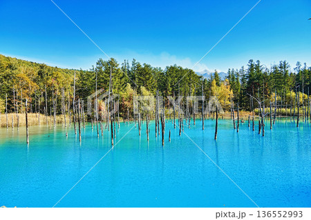 青い池 (北海道美瑛町) 青い池 (北海道美瑛町) 136552993