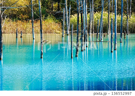 青い池 (北海道美瑛町) 青い池 (北海道美瑛町) 136552997