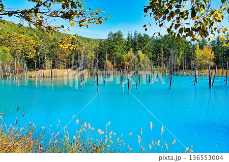 青い池 (北海道美瑛町) 青い池 (北海道美瑛町) 136553004