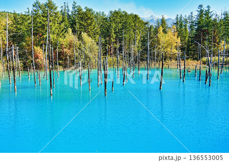 青い池 (北海道美瑛町) 青い池 (北海道美瑛町) 136553005