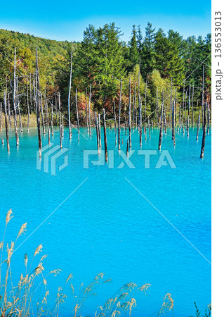 青い池 (北海道美瑛町) 青い池 (北海道美瑛町) 136553013