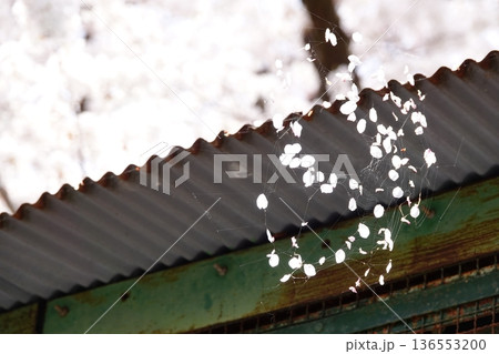 蜘蛛の巣に絡まる桜の花びら 蜘蛛の巣に絡まる桜の花びら 136553200
