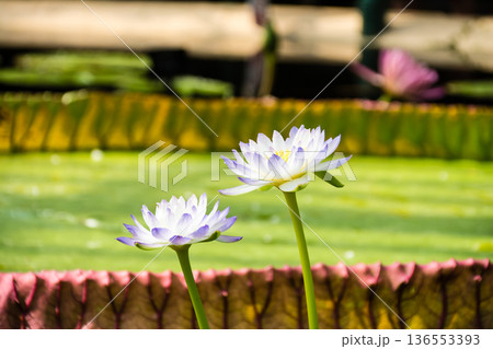 大きく開いた白と薄紫のハスの花　ロンドン郊外のキューガーデンにて 136553393