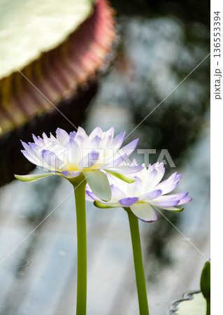 大きく開いた白と薄紫のハスの花　ロンドン郊外のキューガーデンにて 136553394