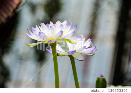 大きく開いた白と薄紫のハスの花 ロンドン郊外のキューガーデンにて 大きく開いた白と薄紫のハスの花 ロンドン郊外のキューガーデンにて 136553395