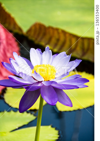 大きく開いた白と薄紫のハスの花 ロンドン郊外のキューガーデンにて 大きく開いた白と薄紫のハスの花 ロンドン郊外のキューガーデンにて 136553400