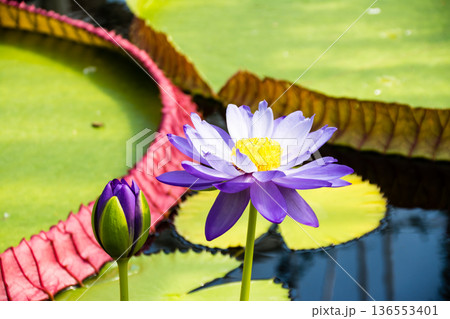 大きく開いた白と薄紫のハスの花 ロンドン郊外のキューガーデンにて 大きく開いた白と薄紫のハスの花 ロンドン郊外のキューガーデンにて 136553401