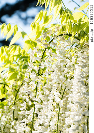 明るい快晴の空の下に大きく垂れさがる白色の藤の花　ロンドン郊外のキューガーデンにて 136553513