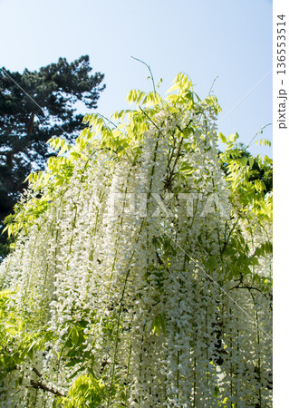 明るい快晴の空の下に大きく垂れさがる白色の藤の花 ロンドン郊外のキューガーデンにて 明るい快晴の空の下に大きく垂れさがる白色の藤の花 ロンドン郊外のキューガーデンにて 136553514