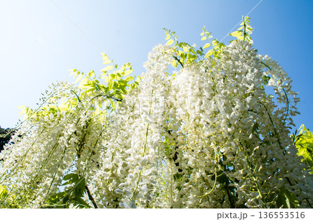 明るい快晴の空の下に大きく垂れさがる白色の藤の花　ロンドン郊外のキューガーデンにて 136553516