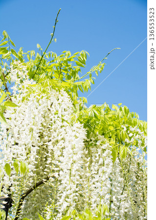 明るい快晴の空の下に大きく垂れさがる白色の藤の花　ロンドン郊外のキューガーデンにて 136553523